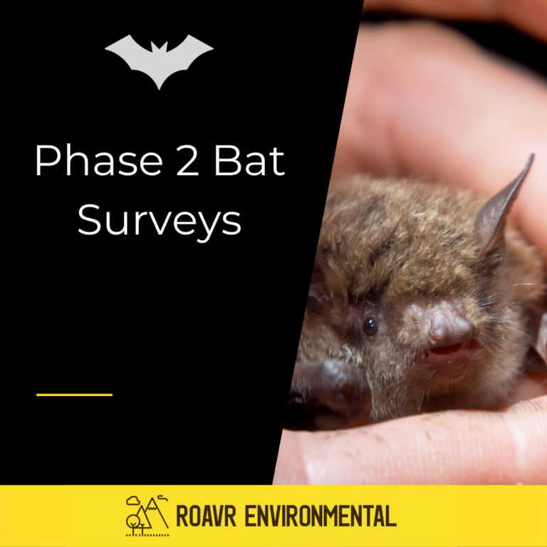 Bat Activity Survey Moderate Potential 2 x Visits Tree Surveys